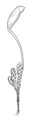 Plagiobryum novae-seelandiae, habit with capsule. Drawn from A.J. Fife 5075, CHR 104220.
 Image: R.C. Wagstaff © Landcare Research 2015 